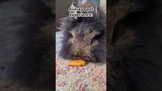 Average pet experience. #rabbit #cute #bunny #pet #pets.