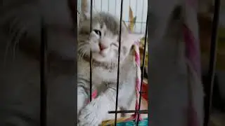anak kucing lucu si abu dan si loreng