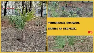 БЛОГ ПАЛЬМОВОДА: Финальные посадки (Пятая серия)