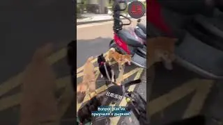В Китае устроили уличные туалеты для собак