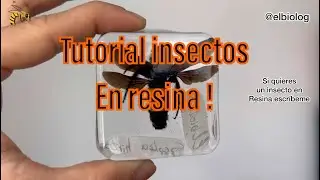 Epoxy Resin Insect Tutorial: Wasp 🐝 💎