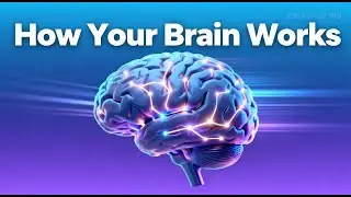 Understanding your brains structure and function