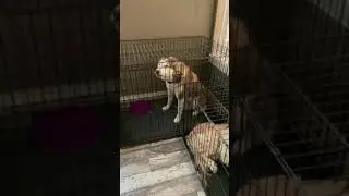 Mornings with Leo the talking husky