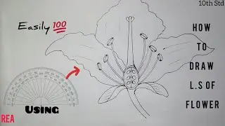 How to draw Longitudinal Section of Flower | Class 10