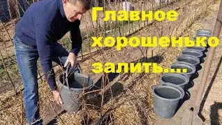 Что делать с прививкой при посадке.