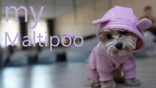 my maltipoo, Eva Brown