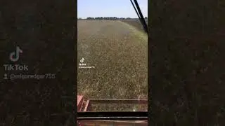 Молочу ячмень засуха 2023