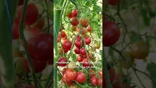 Сладкий и урожайный черри томат Розовый Кварц Мультифлора.