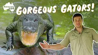 Chandler's Floridian Friends | Australia Zoo Life