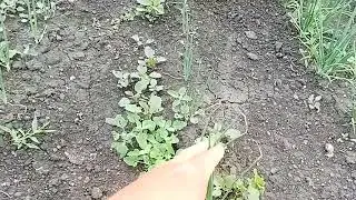 после заморозка