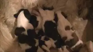 Riley Puppy Days
