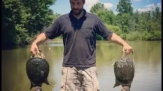 Jugging Snapping Turtles