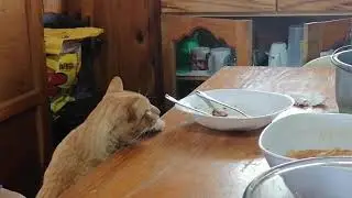 When Temptation Strikes 