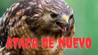 El Gavilan ataca de nuevo y no deja prisionero, !! mi peor pesadilla regresa !!