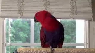 Eclectus Luci, 5th of Beethoven, WAR∑HOUSE 1Ʒ