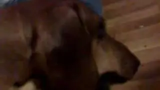 Dachshund Terry dreaming, 22.01.2008