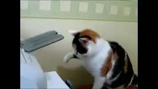 Кот и принтер
