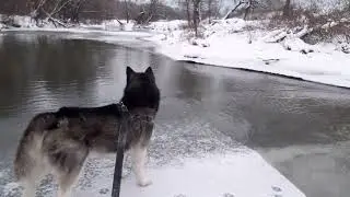 Плыву На Льдине  С СОБАКОЙ!