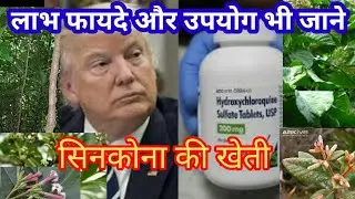 सिनकोना की खेती।सिनकोना का पेड़ ।मलेरिया।सिनकोना की छाल का प्रयोग।सिनकोना के फायदे और उपयोग।औषधीय गुण
