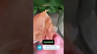 Народное средство от тли #тля  #грядки #дача #огород #садоводство #сад #природа