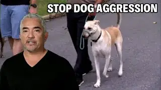 How To Stop Your Dog’s Aggressive Behavior | Dog Nation Episode 8 - Part 2