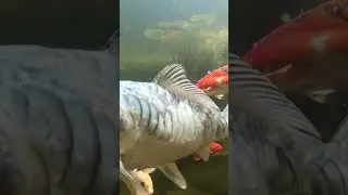 My first batch of koi & goldfish as of Summer 2022