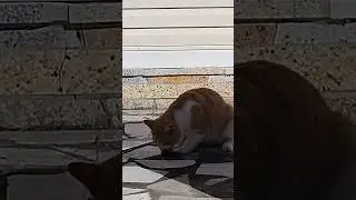 крыса на завтрак не пошла