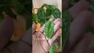 Você tem alguma dessas plantas de dentro de casa? 😍 https://www.plantie.com.br/?utm_source=YTshorts