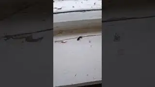 муха брэйкдансер