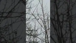 Пение синицы (смотреть со звуком)