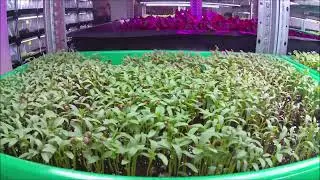 First test microgreen time lapse 1