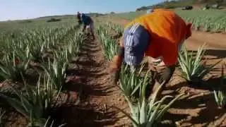 Сбор урожая Алоэ вера на плантациях компании 