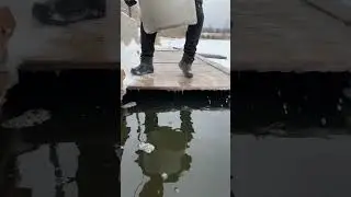 Платная рыбалка, пруд Чёрные камни 16.12.22. Привоз форели