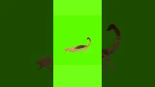 Red And Yellow Scorpion  Green Screen Video