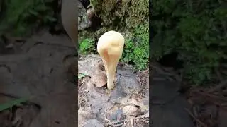 Рогатик пестиковый.