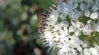 How insects collects nectar from flowers.