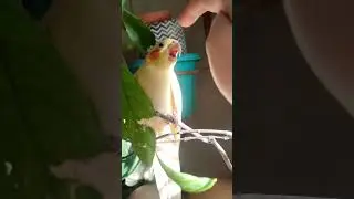 Старый злой попугай 😂💛 
