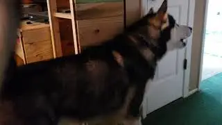 Malamute Viciously Tries To Save Dad From Towel Monster!