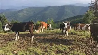 КАРПАТИ - за горами гори
