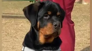 Show Quality Rottweiler pup available |Ye बदलेगा Rottweiler Industry ka game