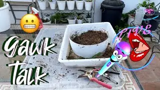 Specimen Orchid being DECIMATED! Clean Up Division Discussion & More! #ninjaorchids
