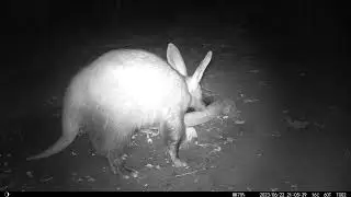 Aardvark at bird bath