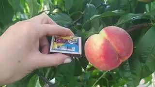 PEACHES only from seeds! Collect the pits MANDATORY!