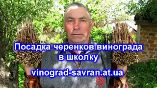 Посадка черенков винограда в школку 2017