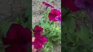 УДОБРЕНИЕ ДЛЯ ПЕТУНИЙ👌ЧТОБЫ ПЫШНО ЦВЕЛИ И РАДОВАЛИ🌹