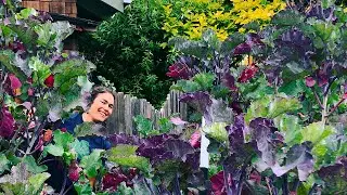 Everything You Need To Know About Purple Tree Collards