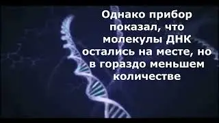 фантомы ДНК