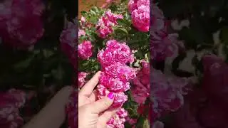 Супер Дороти💕💕💕