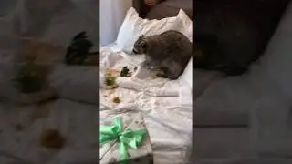 Енот Тема делает вино из мандаринов