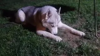 Хаски косит газон с папой )))